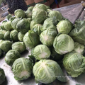 New China Vegetables Season Cabbage / Shandong Fresh Vegetables Offer 30-40 Days 0.8-1.5kg 1*20`RF Cooking from CN 15 Cm Green